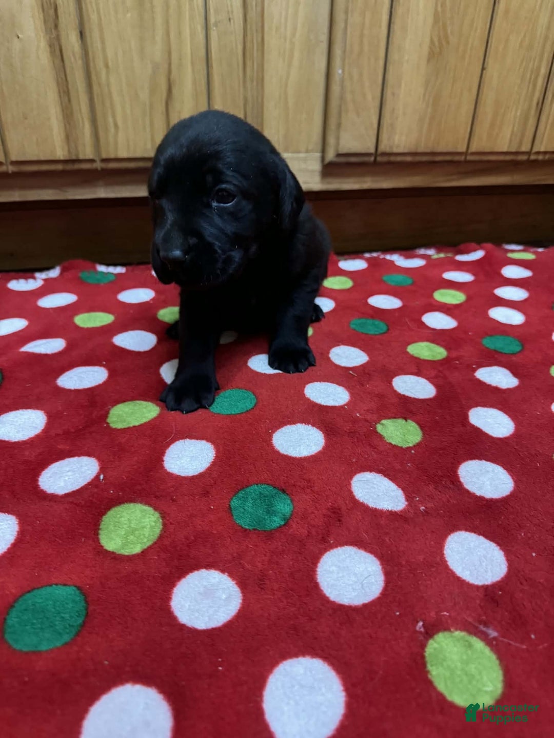 Labrador Retriever dogs for sale: Blossom - Ad 5