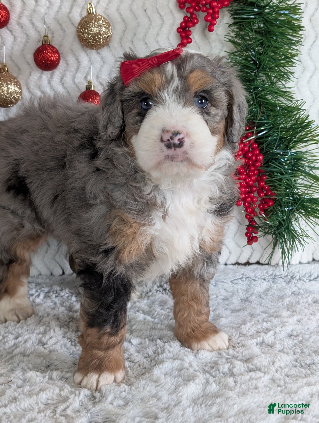 Mini Bernedoodle dogs for sale: Mini Niko  - Ad 38