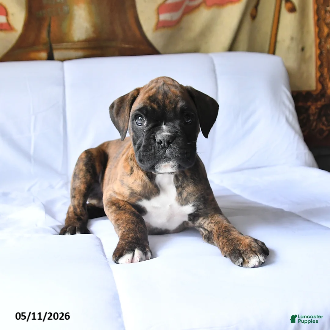 Boxer dogs for sale: Boger - Ad 1
