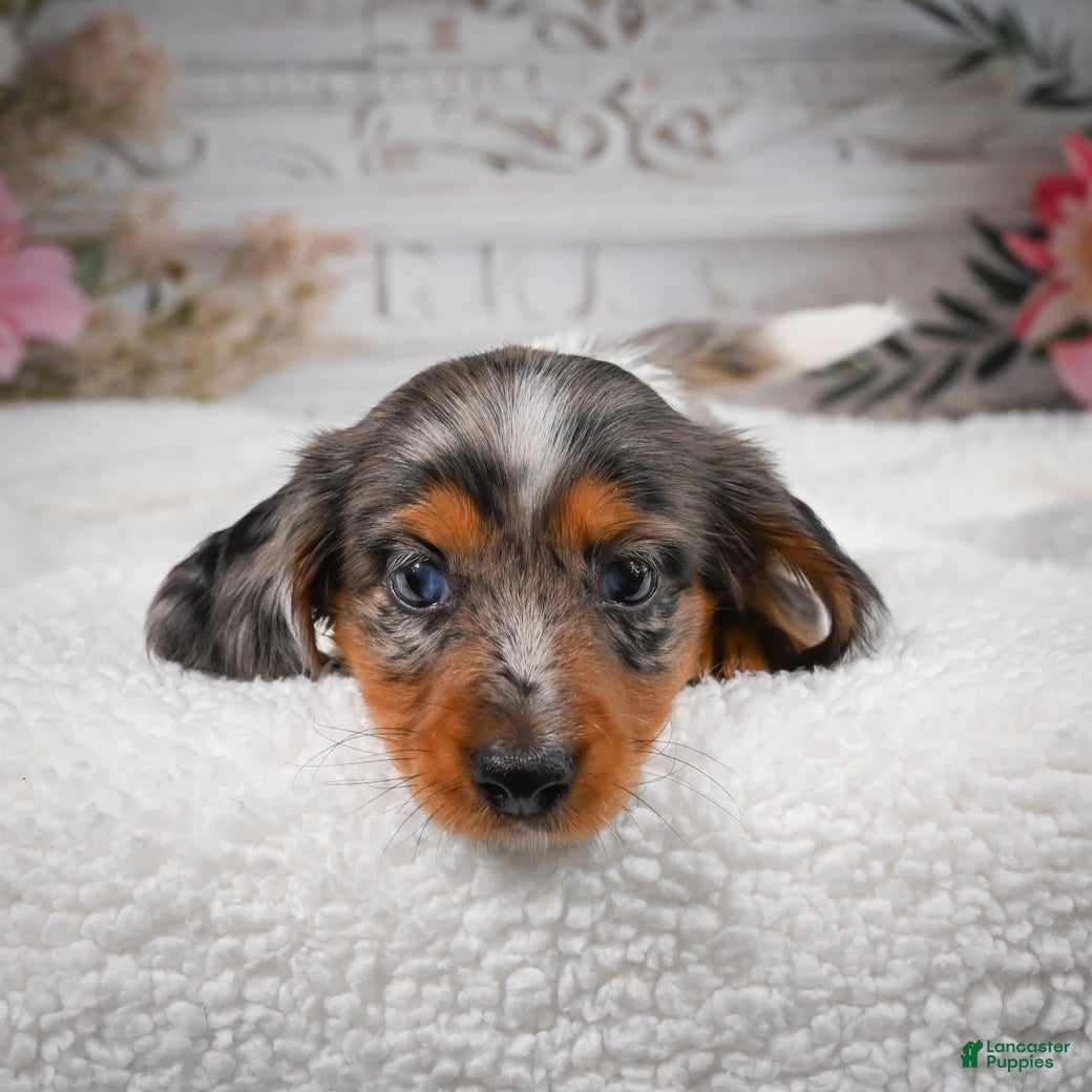 Miniature Dachshund dogs for sale: AKC-Betsy - Ad 4