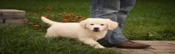 Golden Retriever dogs for sale: Norah - Ad 7