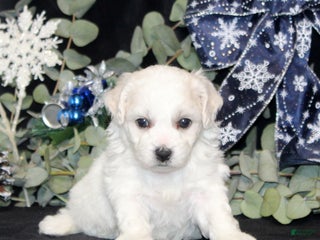 Bichon Frise dogs Violet - Ad 30