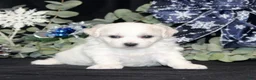 Bichon Frise dogs for sale: Violet - Ad 1