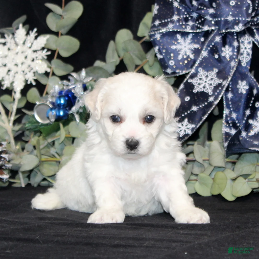 Bichon Frise dogs for sale: Violet - Ad 1