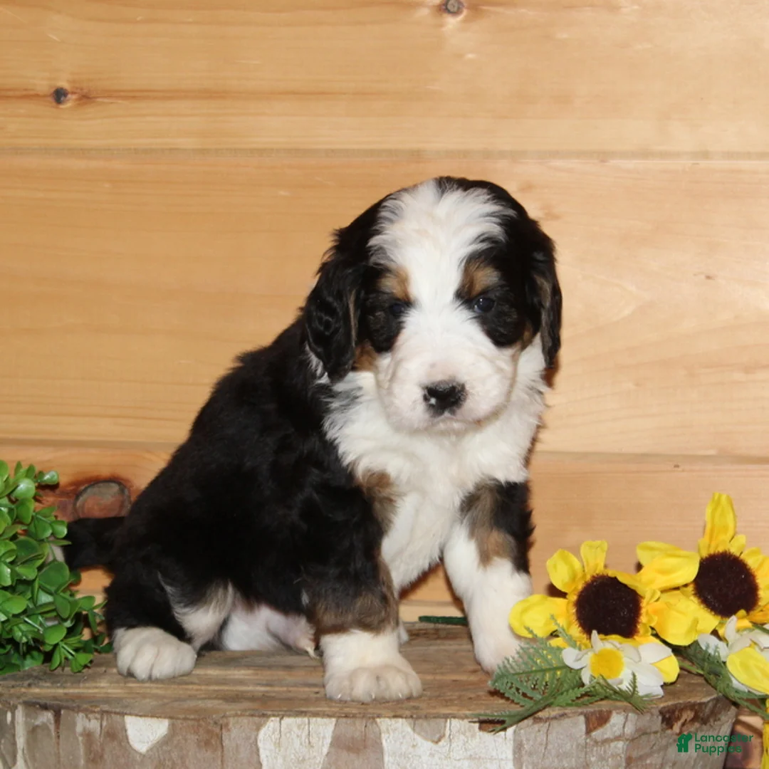 Bernedoodle dogs for sale: Orange - F1 - Ad 1