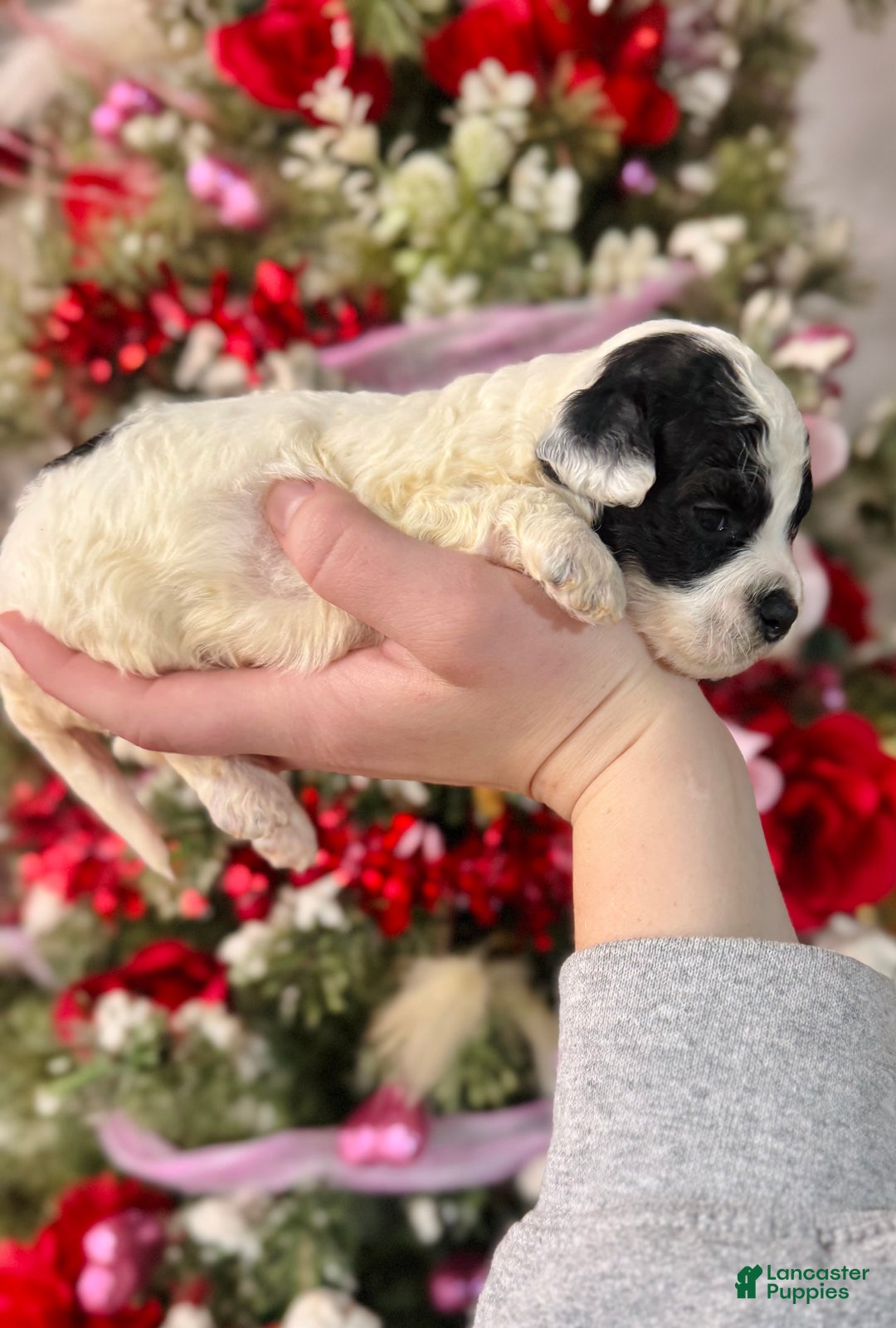 Cockapoo dogs for sale: Cockapoo Puppy 2 - Ad 2