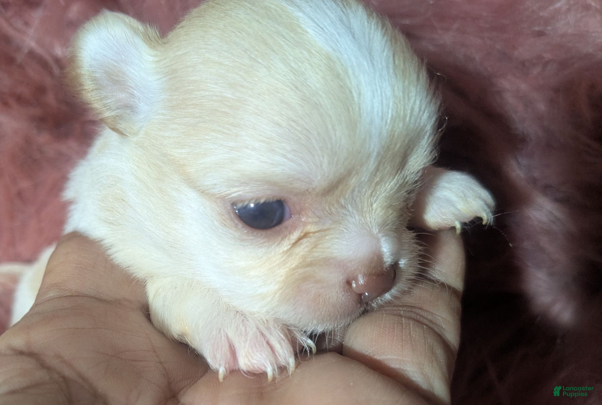 Chihuahua dogs Cherry LC Female  - Ad 5