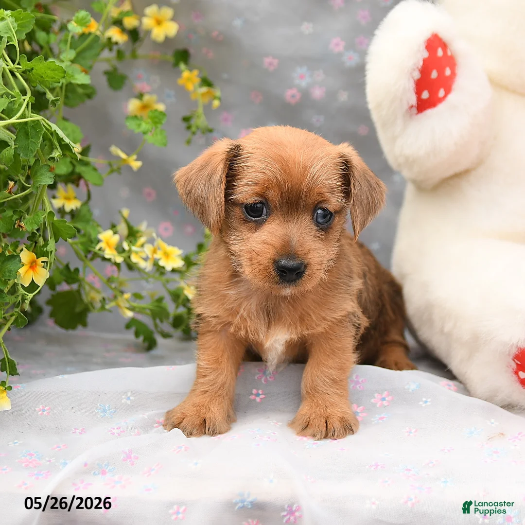Dorkie dogs for sale: Pepper - Ad 5