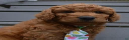 Mini Goldendoodle dogs for sale: Mini Gus - Ad 7