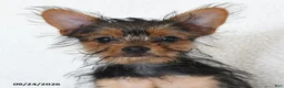 Shorkie dogs for sale: Lamar - Ad 3