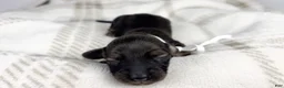 Miniature Dachshund dogs for sale: Slice - Ad 4