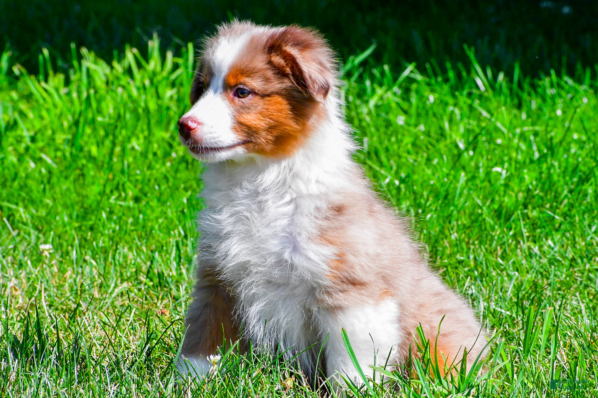Miniature Australian Shepherd dogs Noah - Ad 2