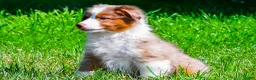 Miniature Australian Shepherd dogs for sale: Noah - Ad 2