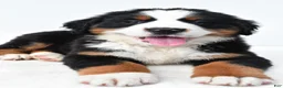 Bernese Mountain Dog dogs for sale: Biscuit - Ad 5