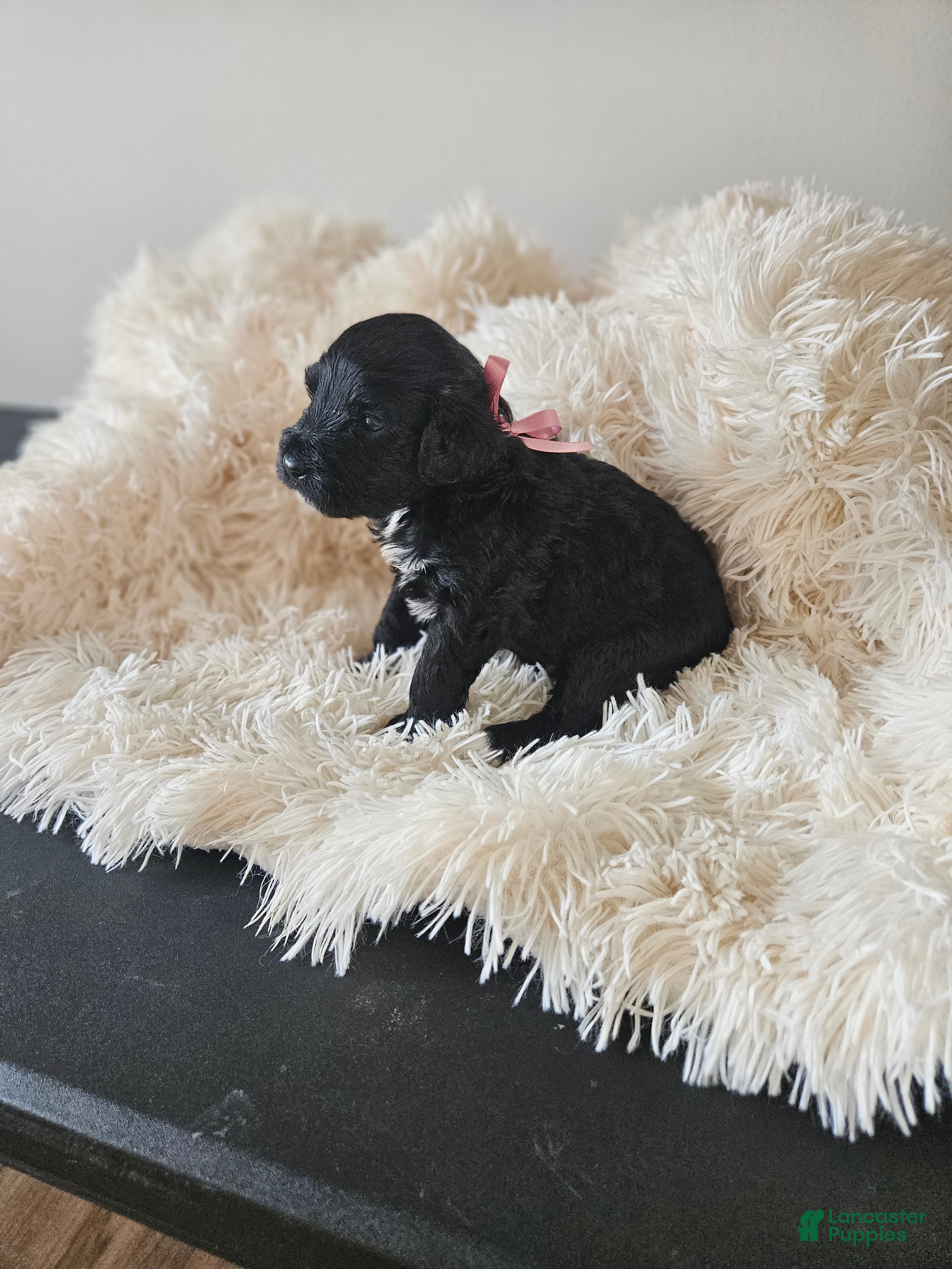 Portuguese Water Dog dogs Nera - Ad 10
