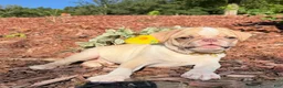 Pug dogs for sale: Buzz - Ad 4