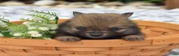 Pomeranian dogs for sale: Daisy - Ad 7