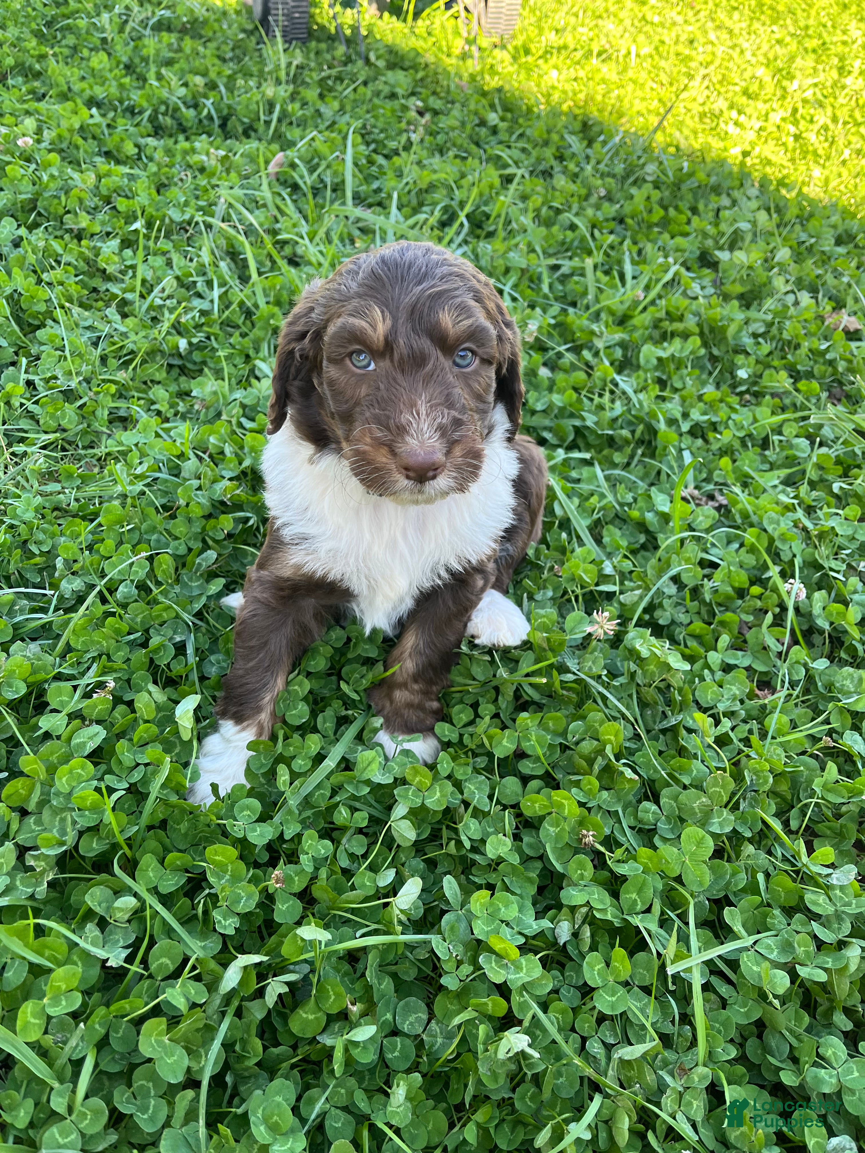 Aussiedoodle dogs for sale: TAZZ - Ad 2
