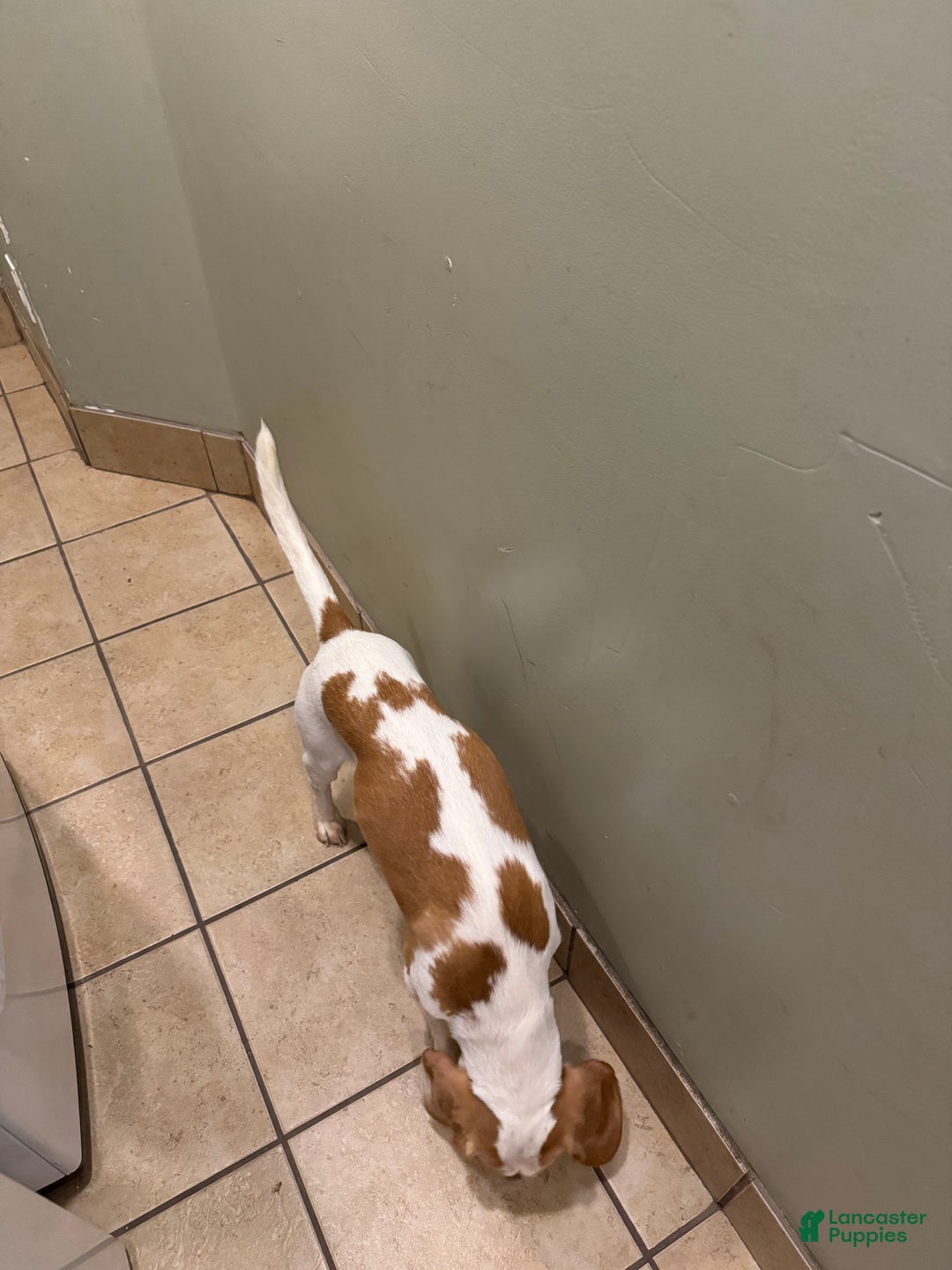 Beagle dogs for sale: Beagle Puppy 1 - Ad 5