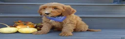 Mini Goldendoodle dogs for sale: Bingo - Ad 7