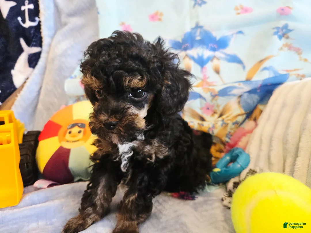 Toy Poodle dogs for sale: Eli - Ad 1