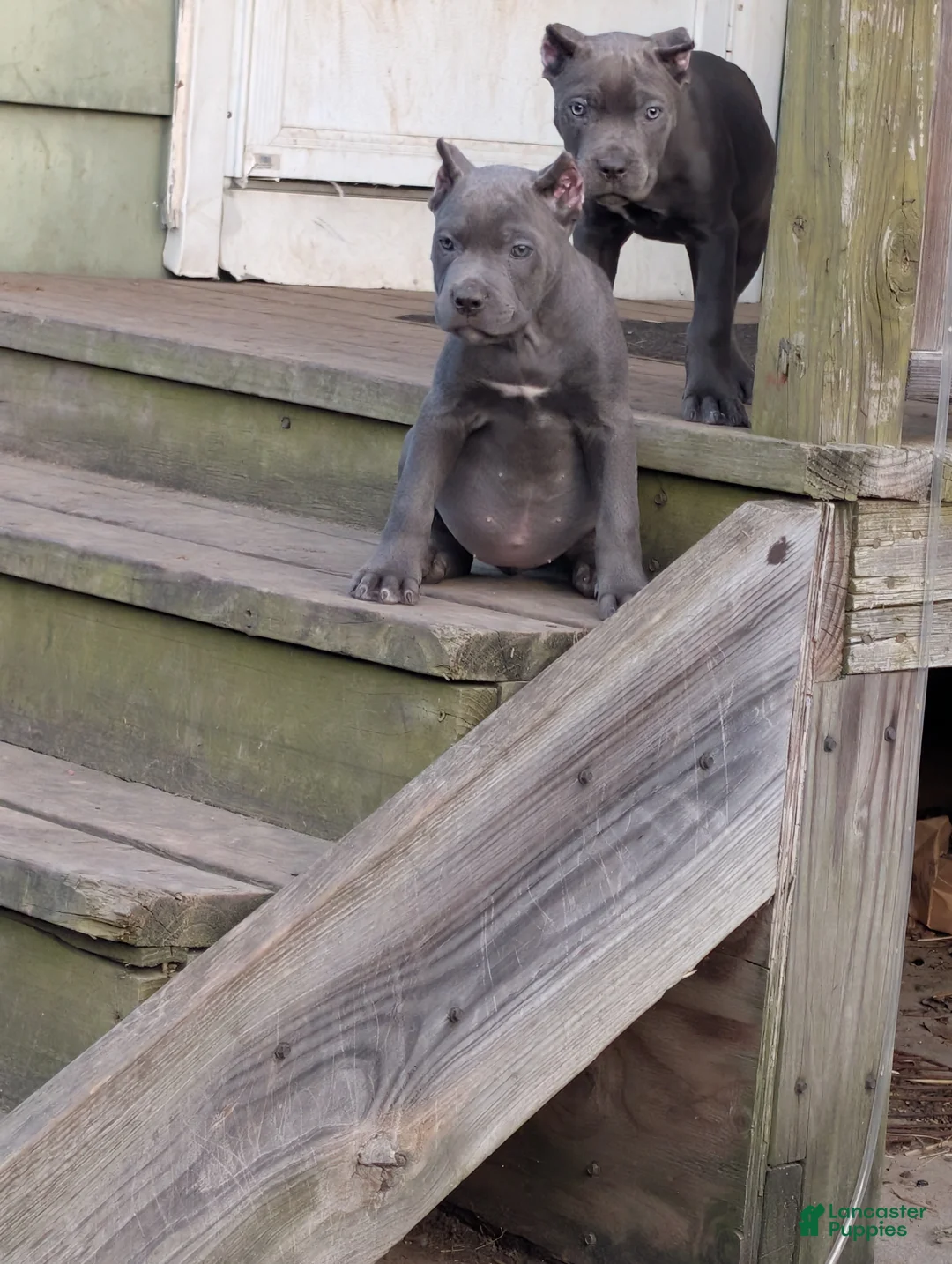 Cane Corso dogs for sale: Cane Corso 1 - Ad 2