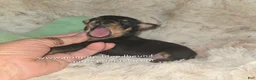Miniature Pinscher dogs for sale:  Matt black and rust  - Ad 14
