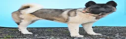 Akita dogs for sale: Tena - Ad 3