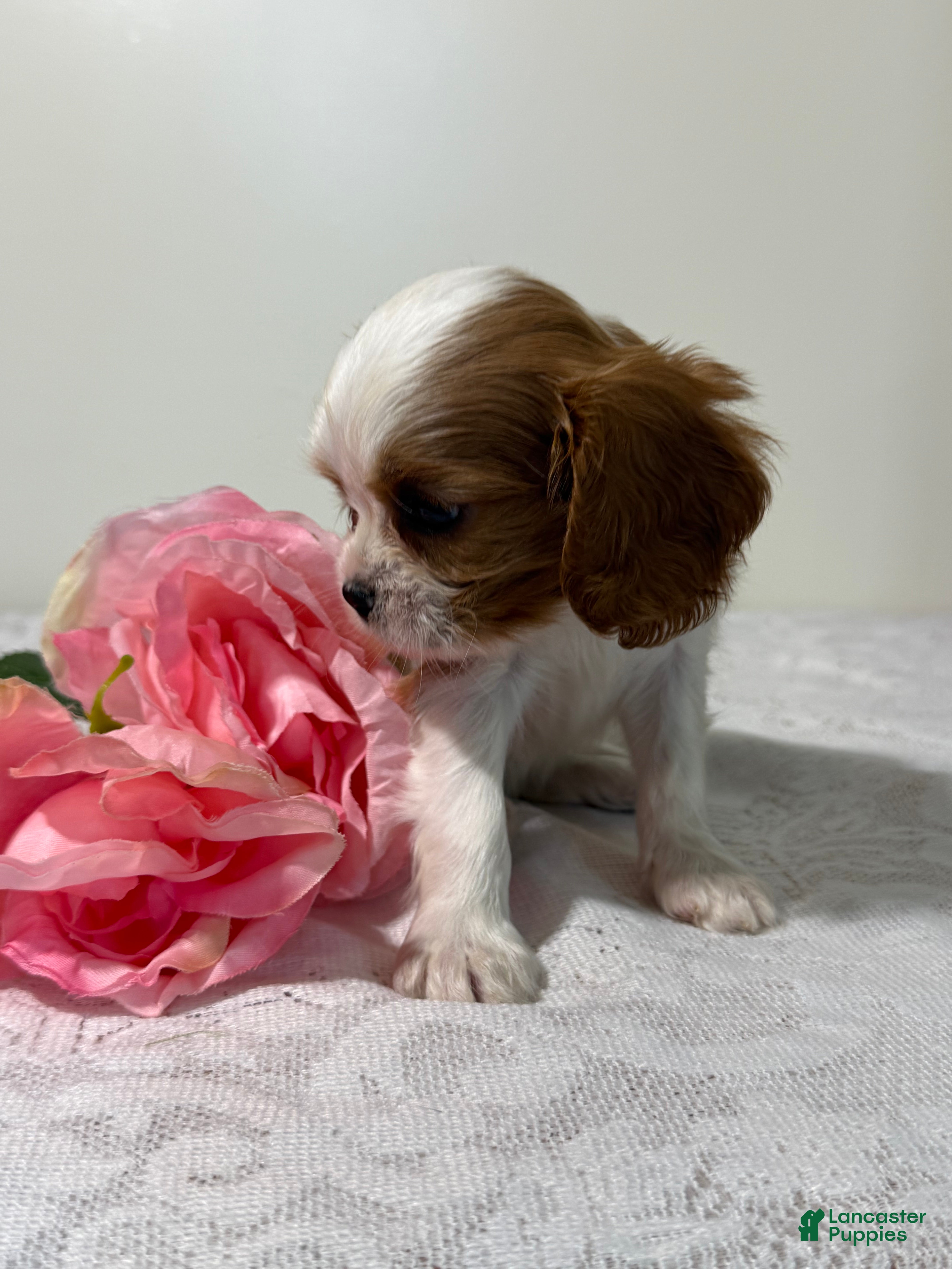 Cavalier King Charles Spaniel dogs Twinkle Cavalier King Charles Spaniel  - Ad 2