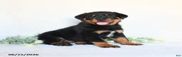 Rottweiler dogs for sale: Rhett - Ad 3