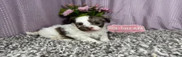 Havapoo dogs for sale: Havapoo 2 - Ad 5