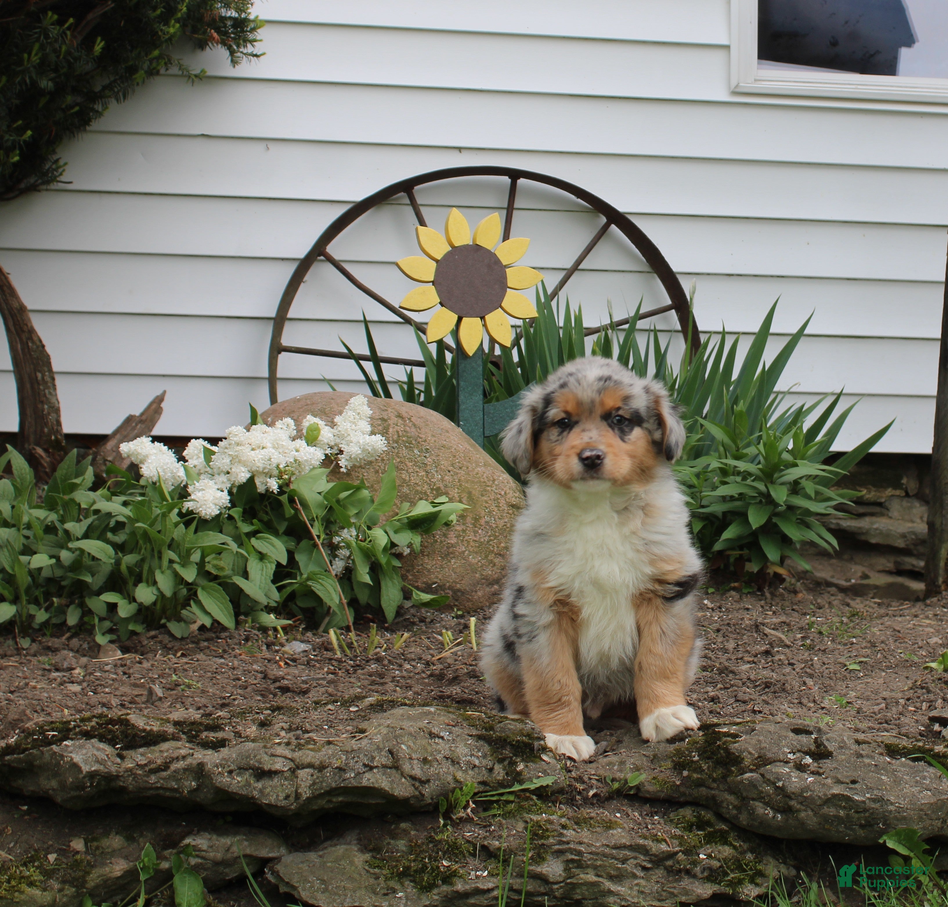 Australian Shepherd dogs Milo - Ad 40