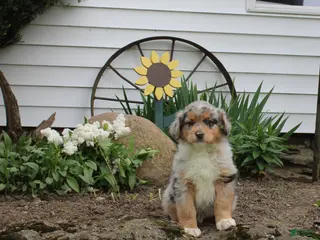 Australian Shepherd dogs Milo - Ad 40