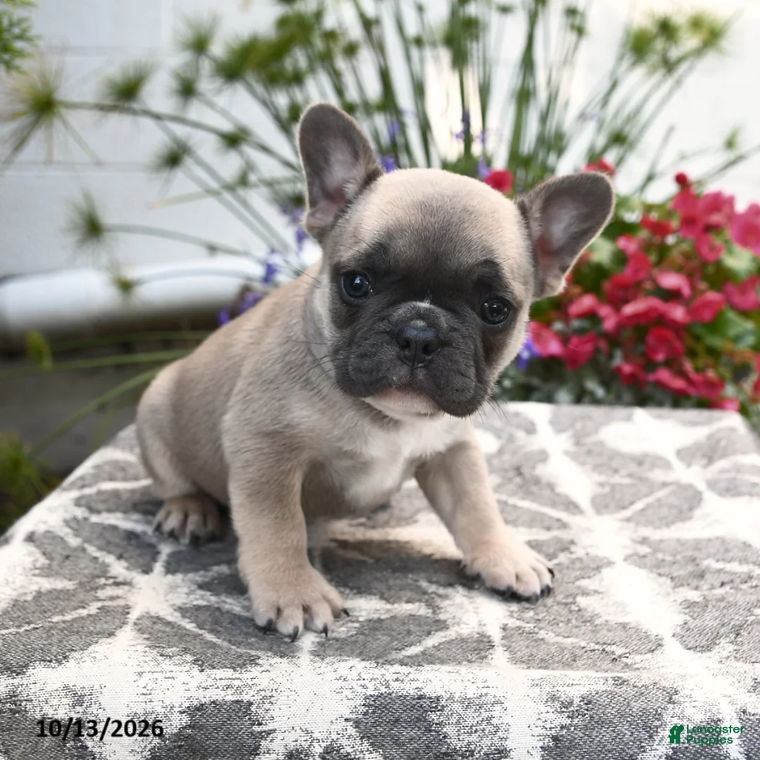 French Bulldog dogs for sale: Polaris - Ad 1
