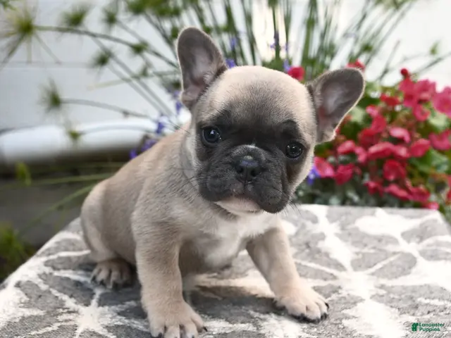 French Bulldog dogs for sale: Polaris - Ad 2