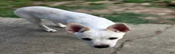 Chihuahua dogs for sale: Roxy - Ad 1