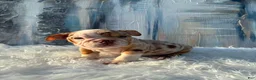 English Bulldog dogs for sale: Loli - Ad 2