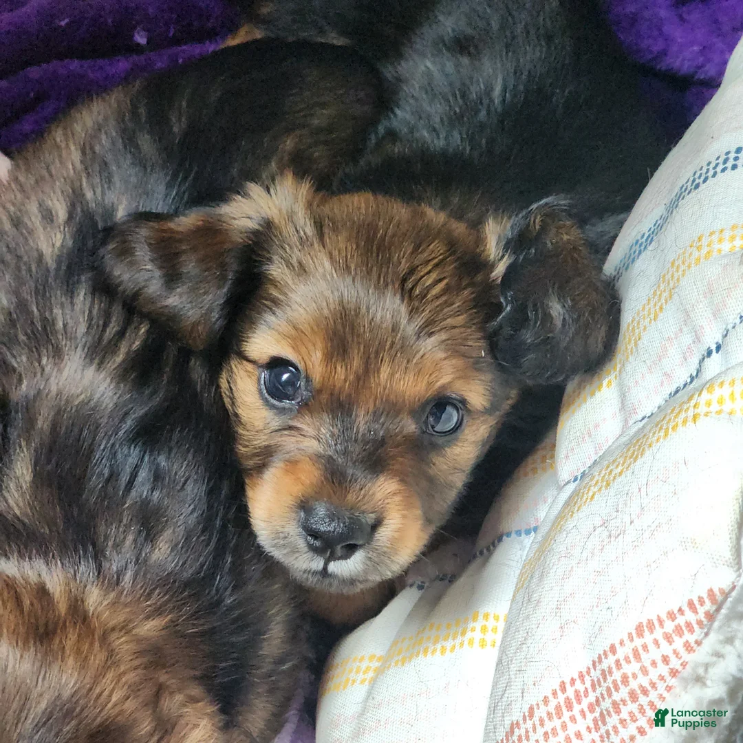 Dachshund dogs for sale: Rio - Ad 2