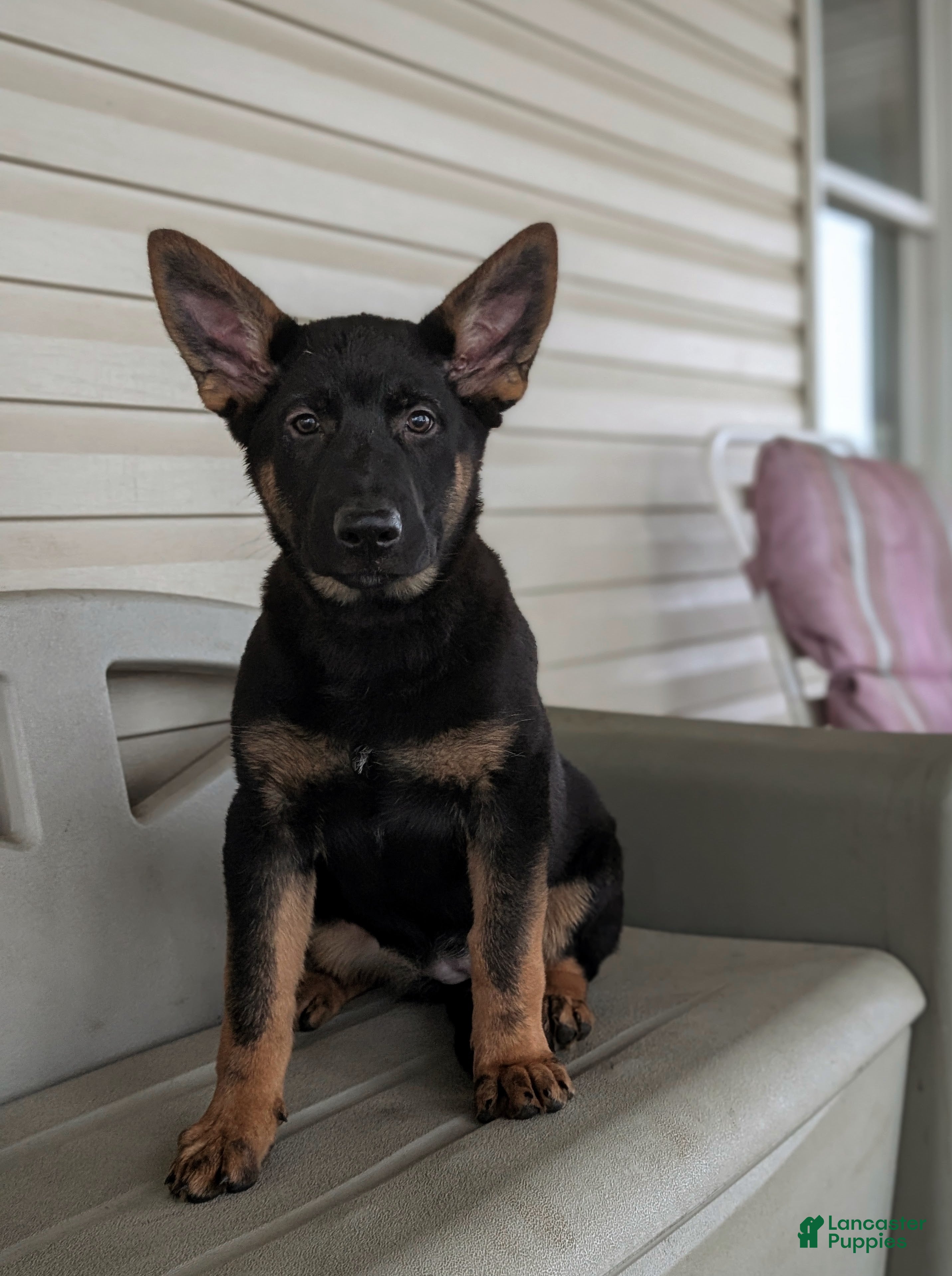 German Shepherd dogs Darcia - Ad 2