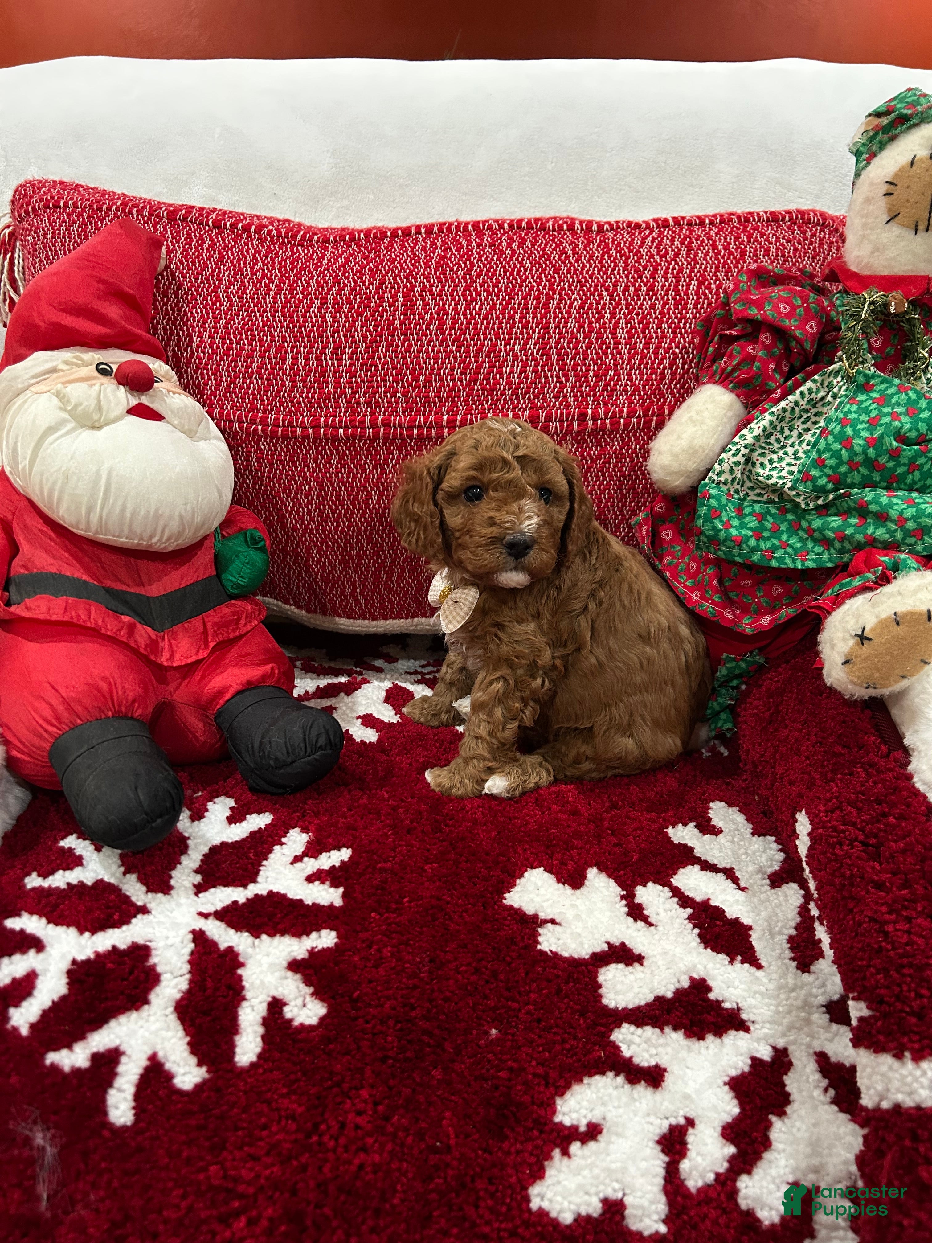 Mini Goldendoodle dogs Petite Mini Goldendoodle Cooper - Ad 2