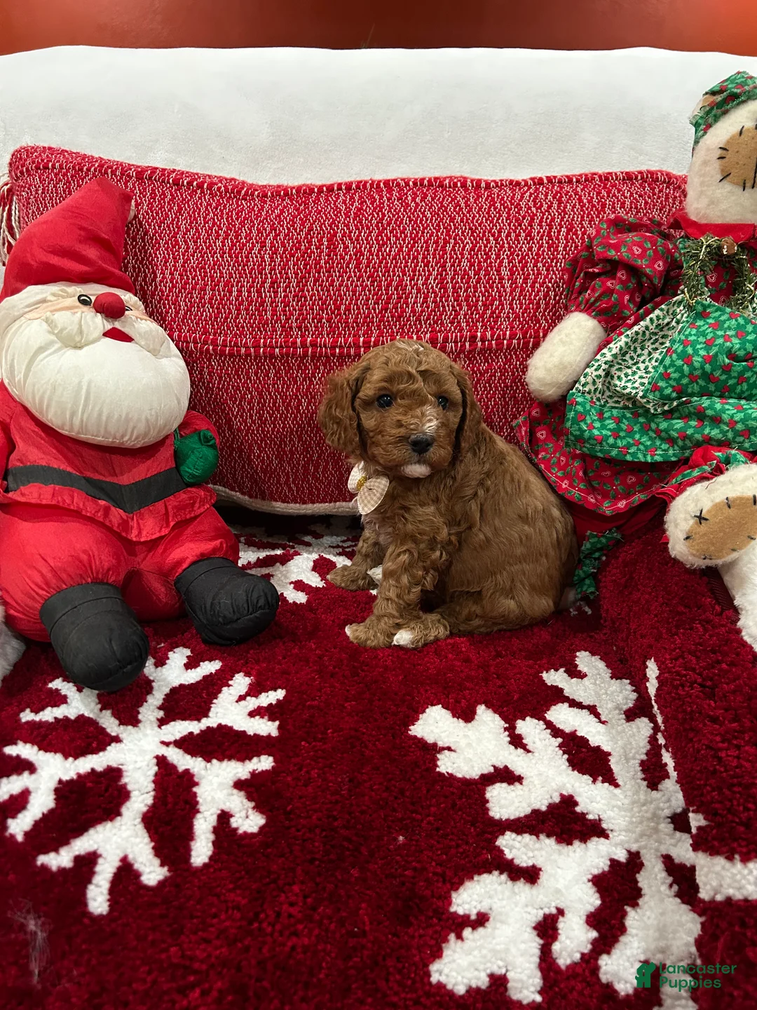 Mini Goldendoodle dogs for sale: Petite Mini Goldendoodle Cooper - Ad 2