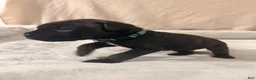 Cane Corso dogs for sale: light blue - Ad 2