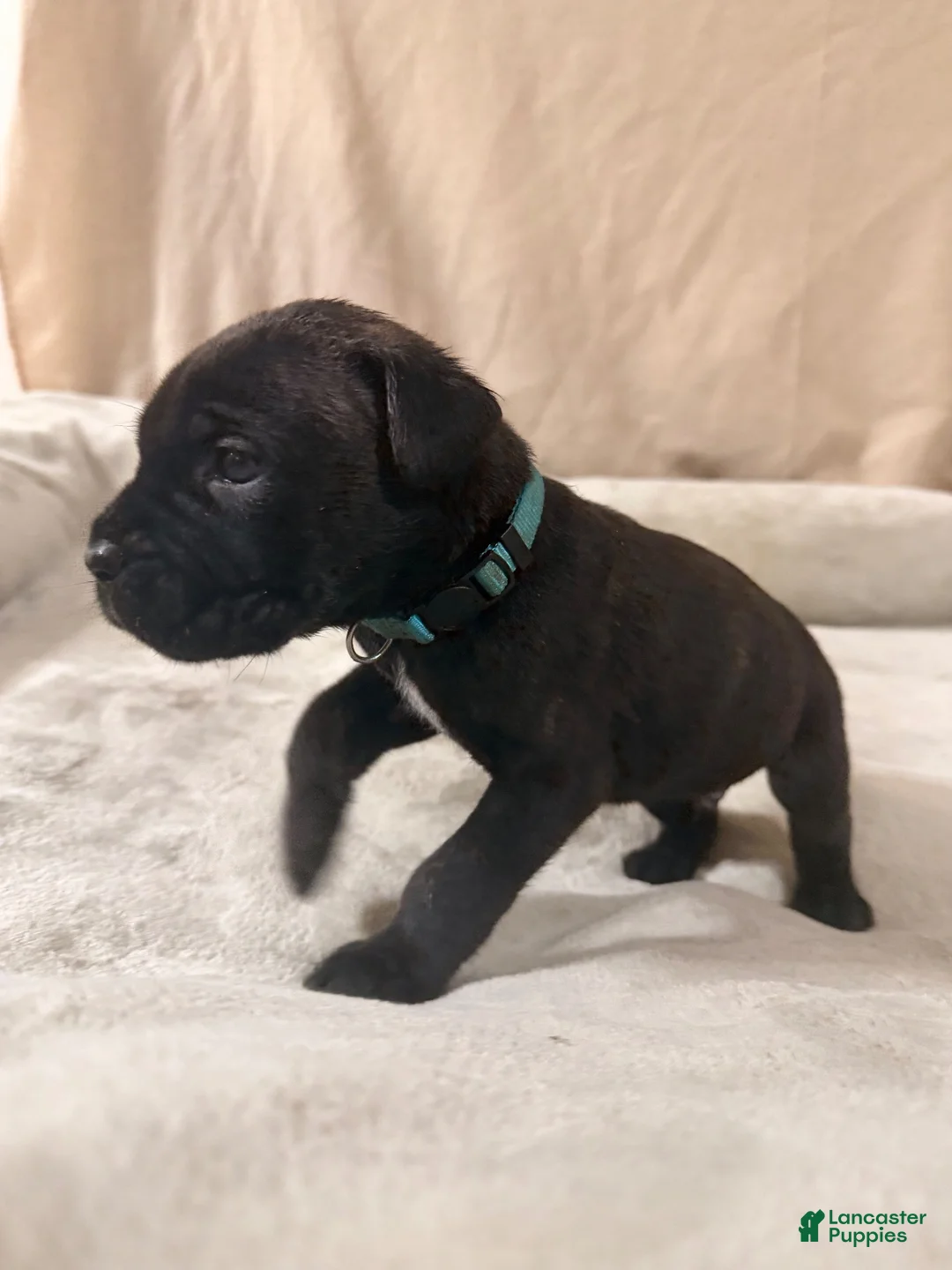 Cane Corso dogs for sale: light blue - Ad 2