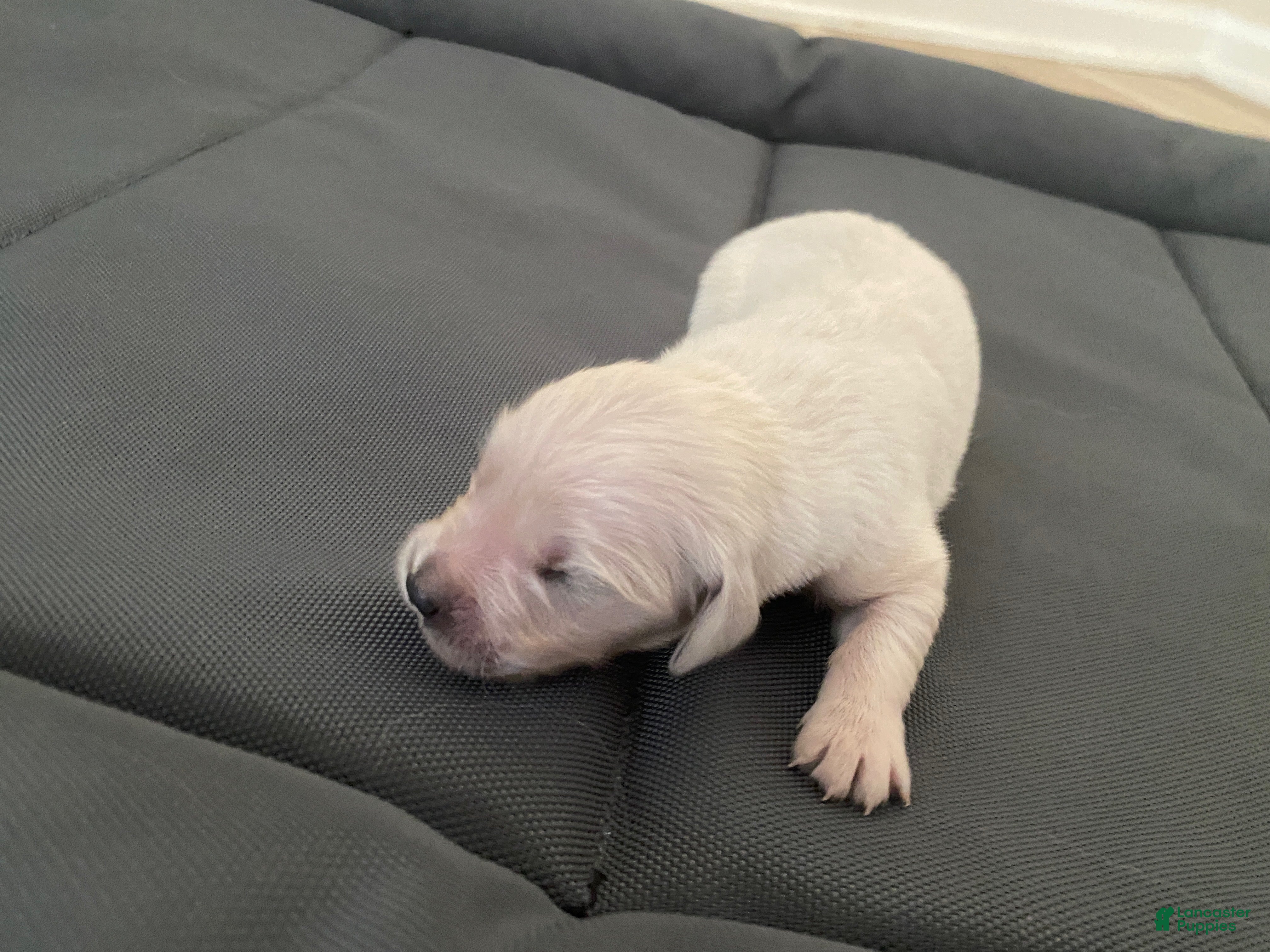 Golden Retriever dogs AKC Cream Golden Retriever Female Fifth Pick - Ad 17
