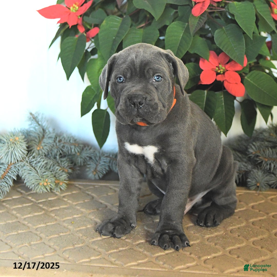 Cane Corso dogs for sale: Falala - Ad 2