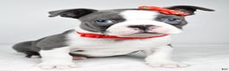 Boston Terrier dogs for sale: Hudson - Ad 7