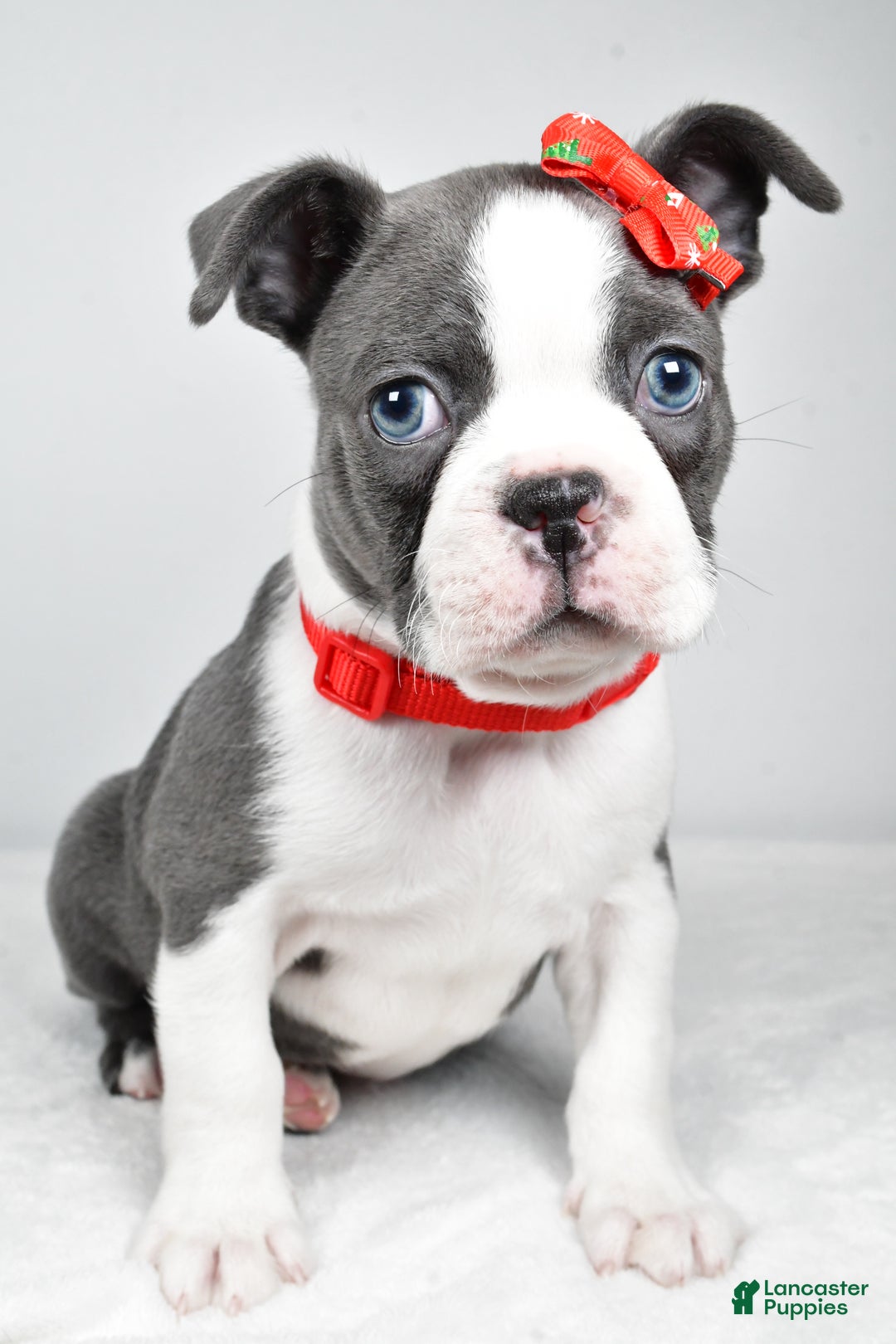Boston Terrier dogs for sale: Hudson - Ad 7