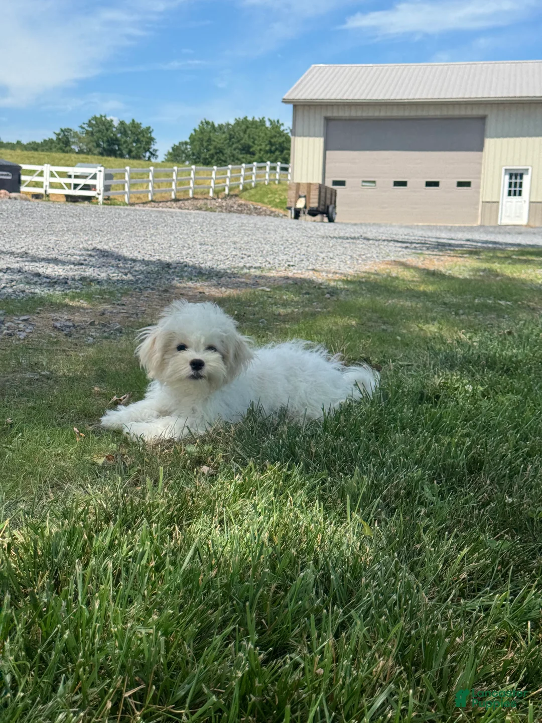 Mixed Breed dogs for sale: Louie - Ad 2