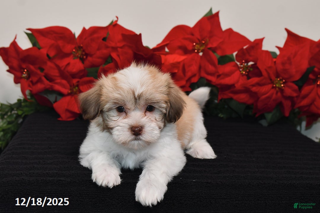 Havanese dogs for sale: Bailey - Ad 4