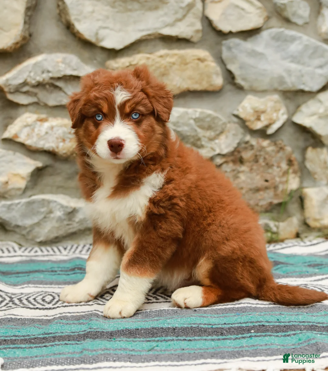 Australian Shepherd dogs for sale: Woody - Ad 2